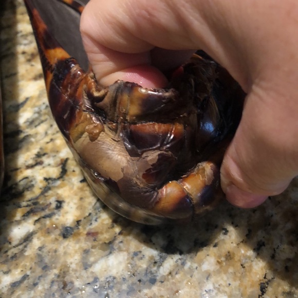 Tory Burch Ballet Shoes - Picture 3 of 8